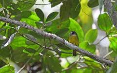 Myiotriccus ornatus