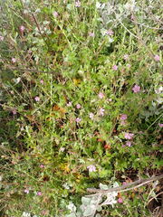 Geranium ornithopodon