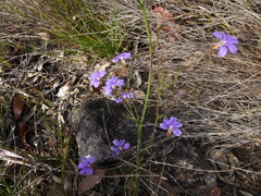 Scaevola ramosissima