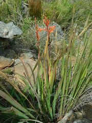 Watsonia meriana
