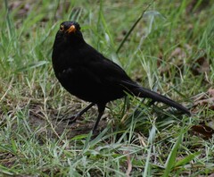 Turdus merula azorensis
