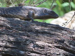 Egernia kingii