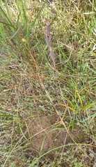 Thelymitra luteocilium