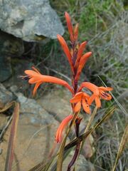 Watsonia meriana