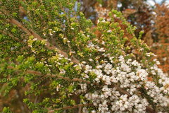 Erica scabriuscula