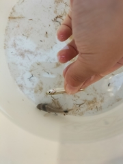 Atheriniformes