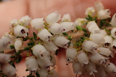 Erica scabriuscula