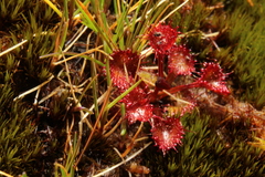 Drosera monticola