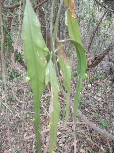 Lepismium lorentzianum, photograph 4