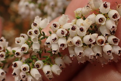 Erica scabriuscula