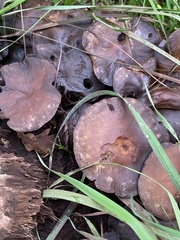 Lactarius lignyotus