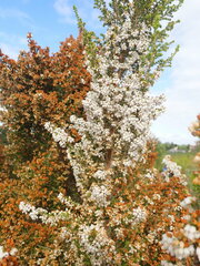 Erica scabriuscula