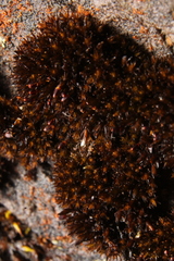 Andreaea
