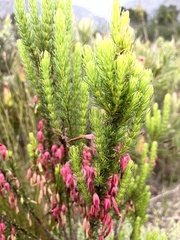 Erica plukenetii