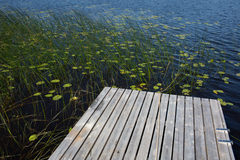 Schoenoplectus lacustris