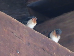 Hirundo neoxena carteri
