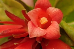 Burchellia bubalina