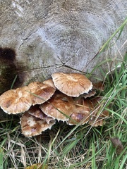 Leratiomyces squamosus