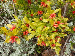 Burchellia bubalina