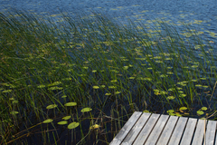 Schoenoplectus lacustris