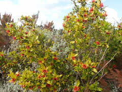 Burchellia bubalina