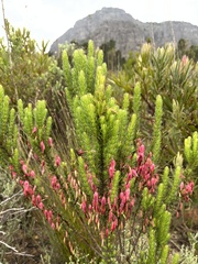 Erica plukenetii