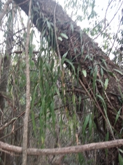 Epiphyllum phyllanthus