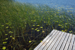 Schoenoplectus lacustris