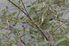Phylloscopus affinis