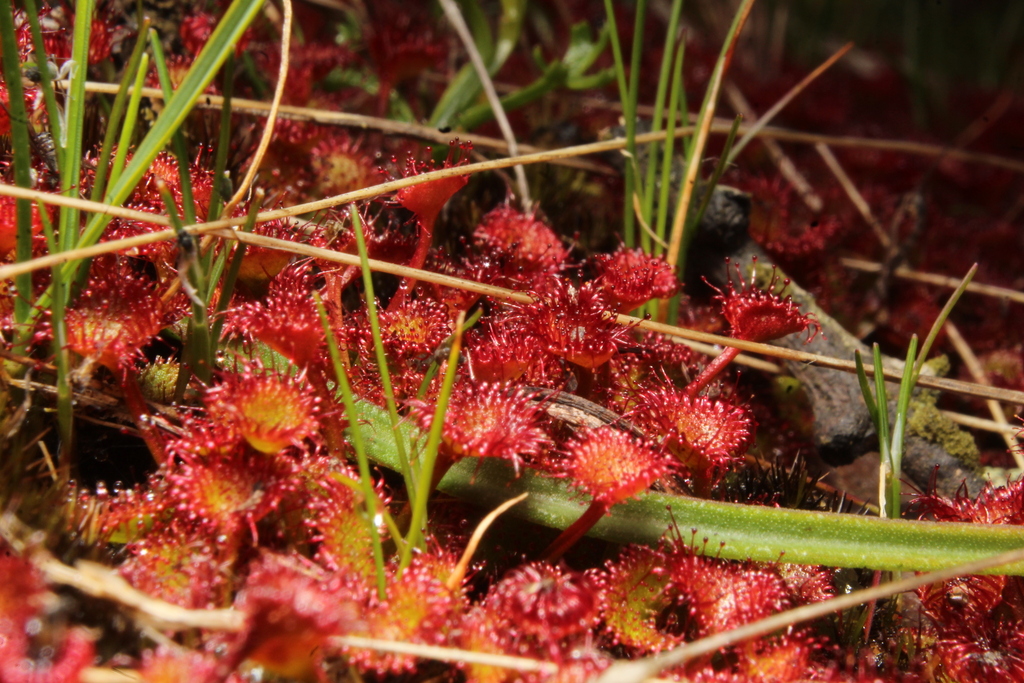Drosera monticola, Stirling Range National Park WA 6338, Australia