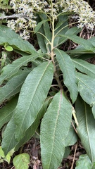 Dendrophorbium cabrerae