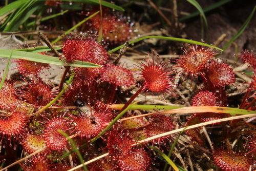 Drosera monticola