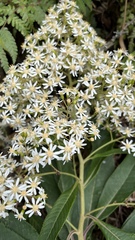 Dendrophorbium cabrerae