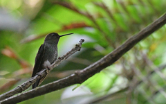 Haplophaedia aureliae