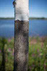 Betula