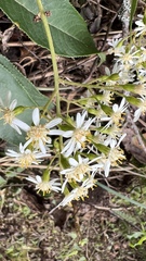 Dendrophorbium cabrerae