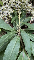 Dendrophorbium cabrerae