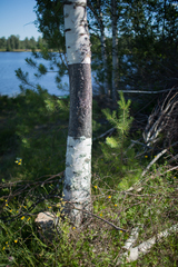 Betula