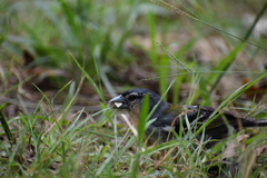 Fringilla coelebs moreletti