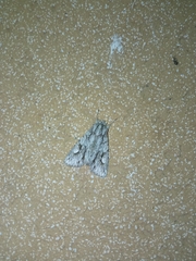 Meganephria bimaculosa