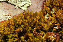 Andreaea amblyophylla