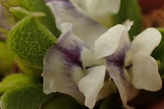 Psoralea prodiens