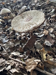 Chlorophyllum olivieri