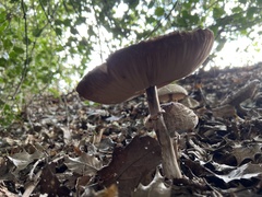 Chlorophyllum olivieri