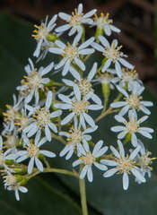 Dendrophorbium cabrerae