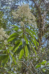 Dendrophorbium cabrerae