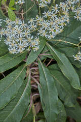 Dendrophorbium cabrerae