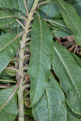 Dendrophorbium cabrerae