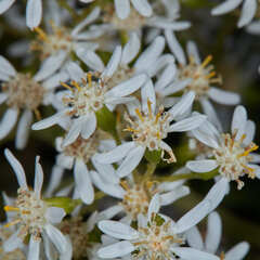 Dendrophorbium cabrerae