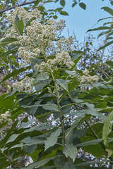 Dendrophorbium cabrerae